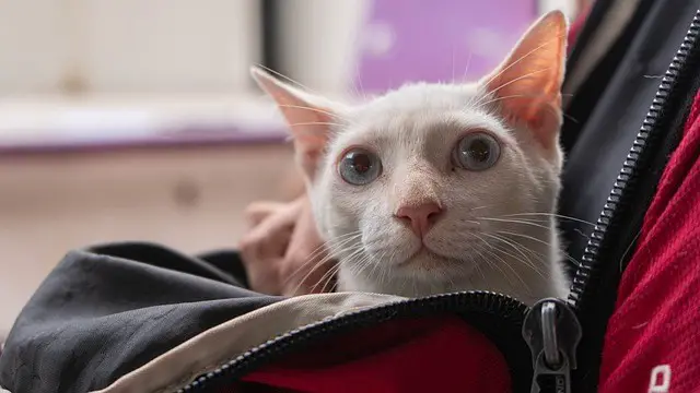 a white cat in a backpack